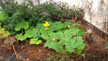 Rtp Telegiornale del 2 ottobre 2025