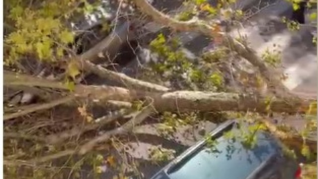 Vomero, albero caduto in via Luca Giordano