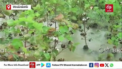 ರಾಯಚೂರು: ಭಾರಿ ಮಳೆಯಿಂದಾಗಿ ಬೆಳೆಹಾನಿ; ಜಮೀನಿಗೆ ಭೇಟಿ ನೀಡಿ ಖುದ್ದಾಗಿ ಪರಿಶೀಲಿಸಿದ ಶಾಸಕ