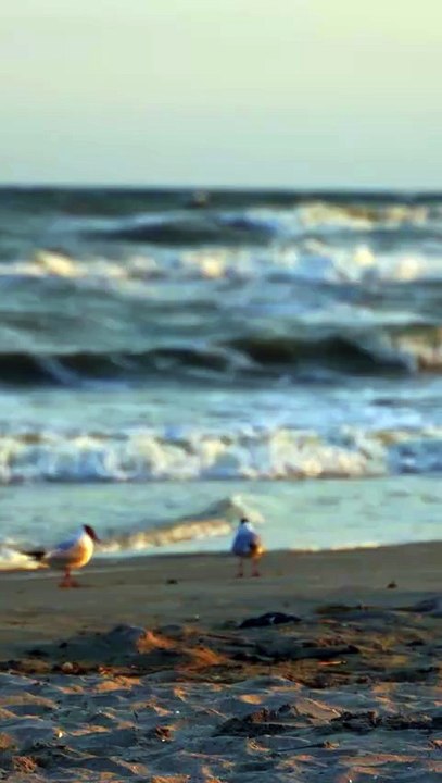 Asmr, Beach Sounds, Beach Sleep Sounds, Sounds Of Waves At The Beach, Ocean and Waves Sounds