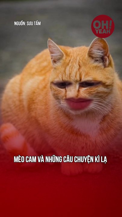 Câu chuyện những chú mèo kì lạ