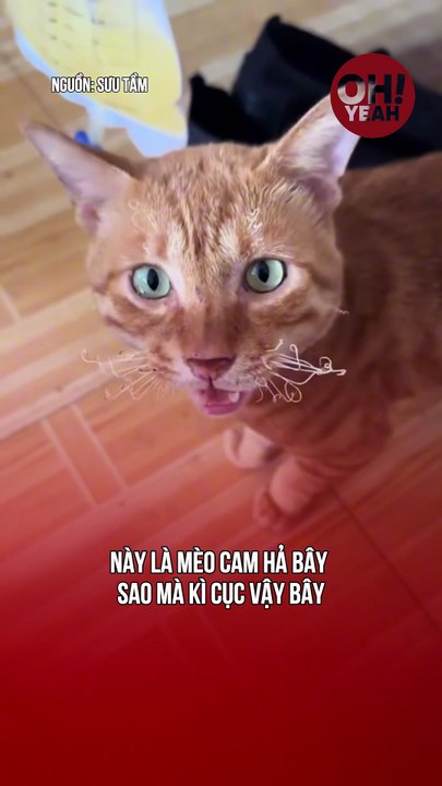 Mèo cam gì xấu dữ z