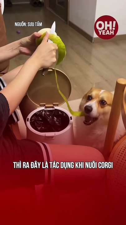 Tác dụng của corgi nhà tui là đây