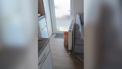 Hilarious Moment Seagull Pranks Man by Knocking on Door