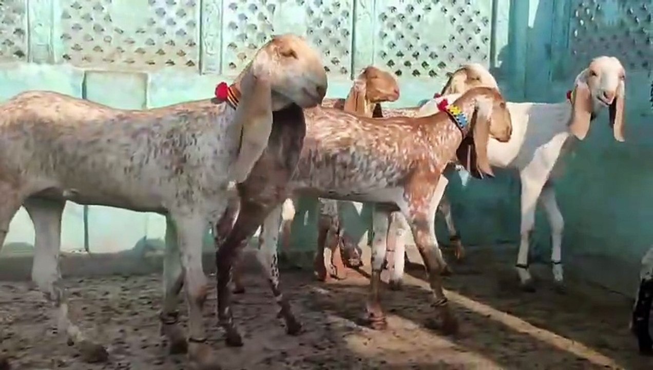 Makhi Cheeni Goats for sale in Bulk