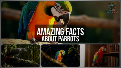 Amazing Facts About Parrots