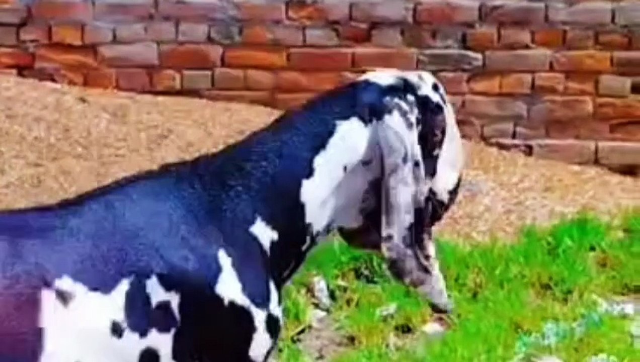 Faisalabadi Breed Beetal Male Goat