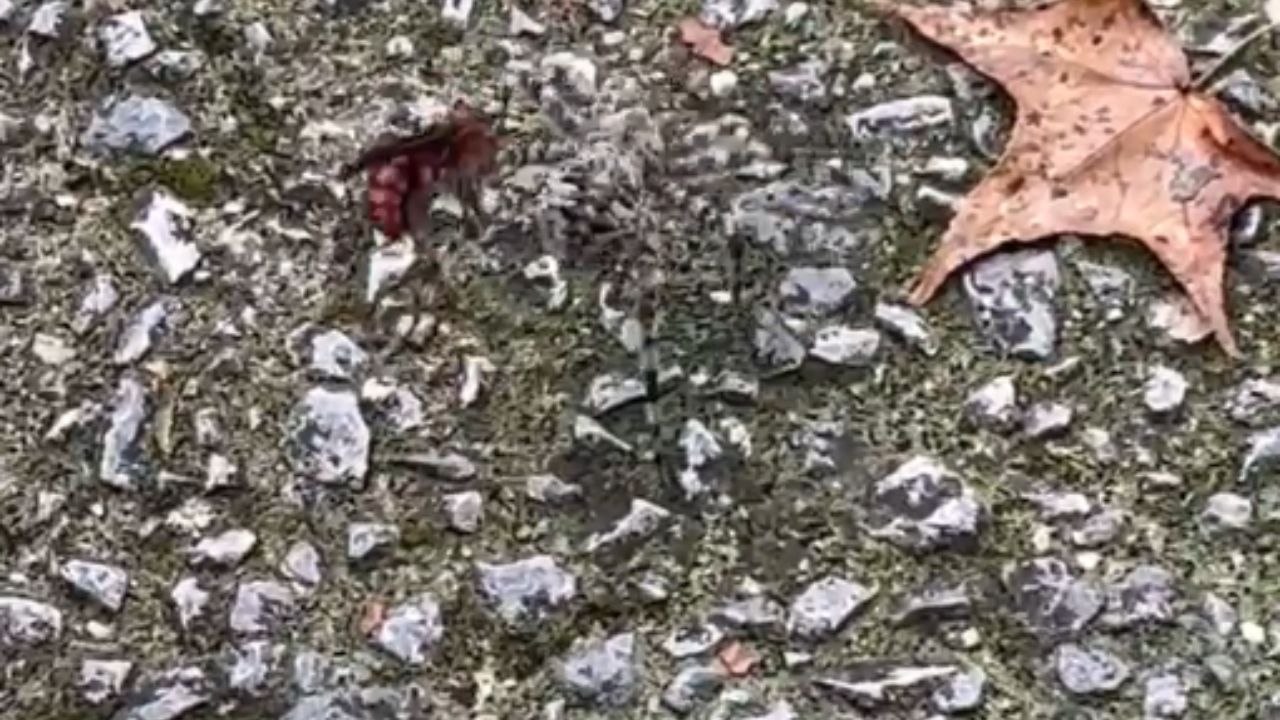 Spider wasp paralyzes huge wolf spider and turn...