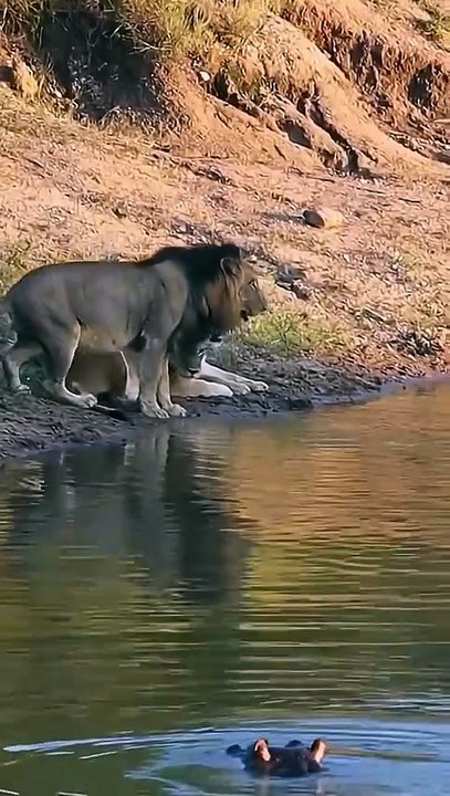 Surah al ikhlaas - is the king lion get scared of rhino . Is rhino powerful.. #rhino #lion