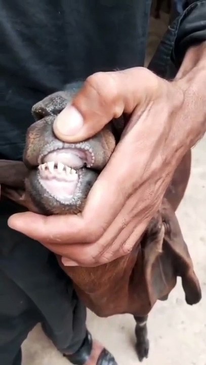 Nagri Goat for Sale/Original Breed