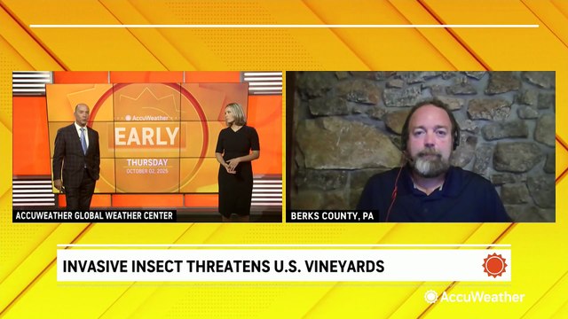 Invasive insect threatens eastern US vineyards