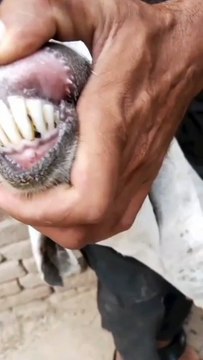 Beetal Cross Goat/Milking Goat/Goat for Sale/Beetal Goat/Going Cheep