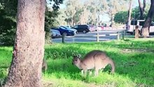 Australia is paradise  Kangaroo diaries