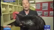Coq paniqué