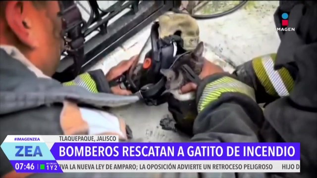 Bomberos rescatan a gatito de un incendio en Tlaquepaque, Jalisco