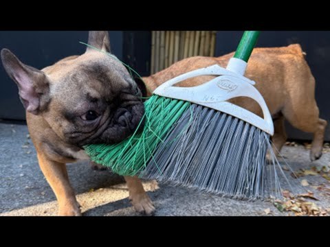 French Bulldog Playfully Stops Person From Brooming
