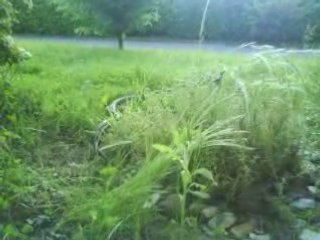 Couleuvres amoureuses