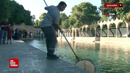 Şanlıurfa Balıklıgöl'e düşen kedi kalp masajıyla hayata döndü
