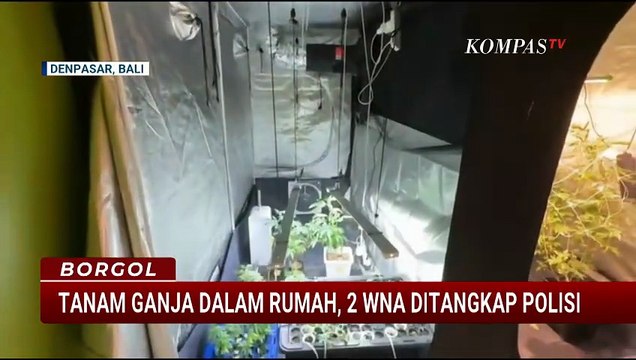 Tanam Ganja di Dalam Rumah Sewaan di Bali, 2 WNA Ditangkap | BORGOL