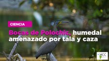 Bocas de Polochic, humedal amenazado por tala y caza