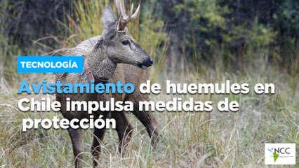 Avistamiento de huemules en Chile impulsa medidas de protección