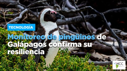 Monitoreo de pingüinos de Galápagos confirma su resiliencia