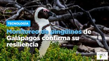 Monitoreo de pingüinos de Galápagos confirma su resiliencia