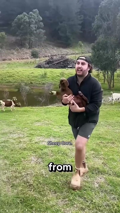 funny sheeps