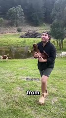 funny sheeps