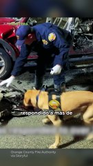 ¡Excepcional servicio! Despiden a K9 con emotivo mensaje 🇺🇸🦮