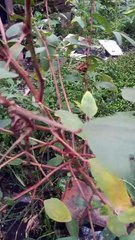 Bunga Rosella mekar berwarna putih (Rosella flowers)