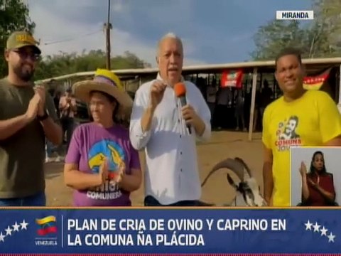 Miranda | Jefe de Estado impulsa Plan de Cría Ovino y Caprino en la Comuna Ña Plácida