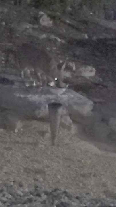 feral cats and kittens think my foxes are kittens cats too.