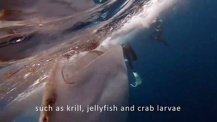Freediving with the world's biggest shark | The Senior