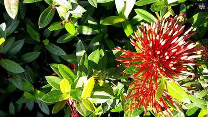 HOA BÔNG TRANG NGÀY ẤY – Official Music Video