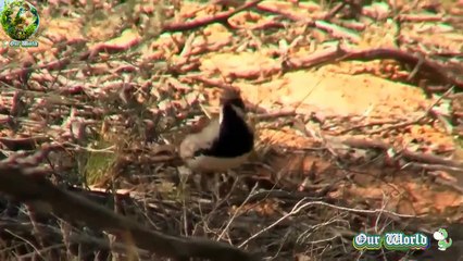 Chestnut Quail-thrush - Cinclosoma castanotum