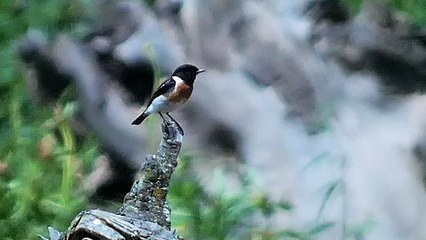 What Do African Stonechats Eat? | Insects, Seeds & Fruits