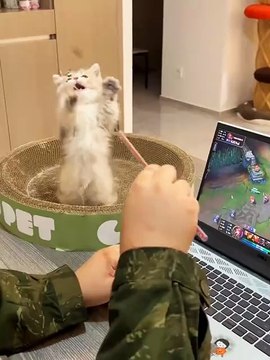 Cats Funny Compilation | Cats Funny Moments | Cats Funny Reactions | Pets Funny Moments #animal #pets #cats #satisfyingvideos #catshorts #animals #fun #love #cute #beautiful #funny