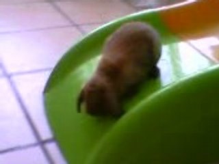 Dora fait du tobogan