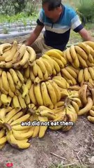 Why Gardeners Are Putting Bananas in the Ground