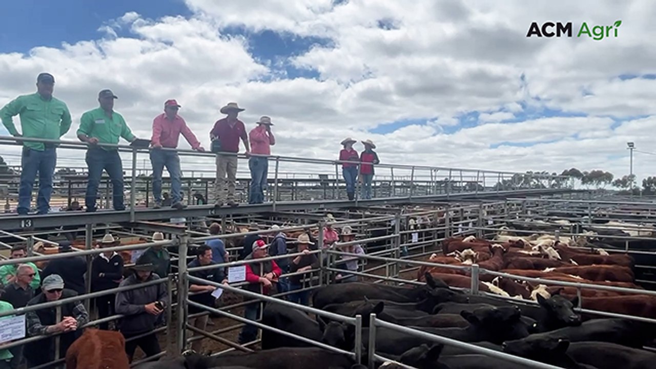 Pastoral cattle bulk up numbers at 'two-paced' Strathalbyn store sale