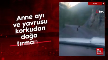 Bolu'da anne ayı ve yavrusu korkudan dağa tırmandı