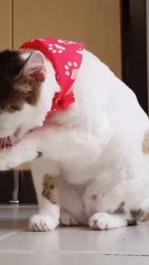 Funny Cat Video 😹 | Cute Cat Cleaning Itself | Best Funny Animals 2025