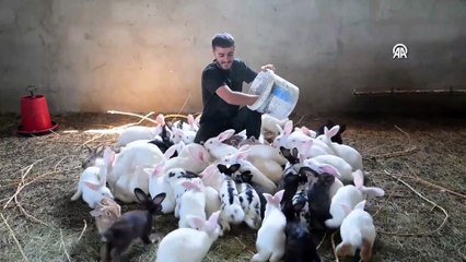 Vanlı genç kurduğu çiftlikte Yeni Zelanda ırkı etlik tavşan yetiştiriyor