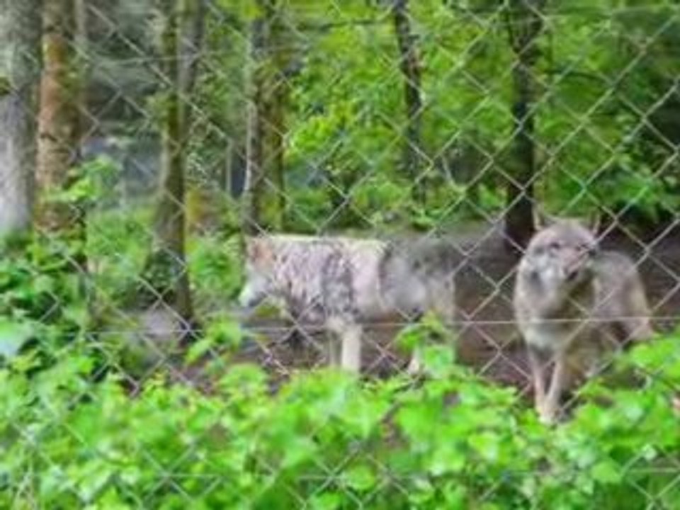 la maison des loups d'orlu-ariège pyrénées