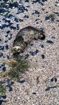 Feral cats bring kittens. Siberian cat brought babies