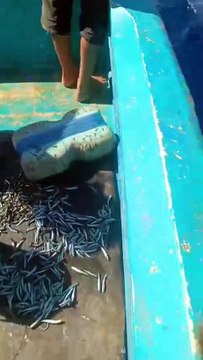 صياد أردني ينقذ دولفيناً في خليج العقبة والمحمية البحرية تشيد بـ وعيه البيئي