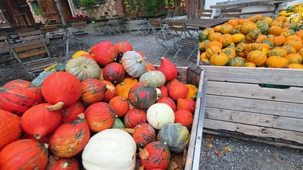 Gossau ZH Themenwoche: Eine spektakuläre Kürbis-Ausstellung