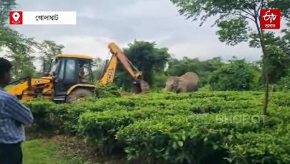 মাতৃস্নেহৰ বিৰল দৃশ্যৰ সাক্ষী হ'ল নুমলীগড়বাসী