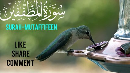 🔥🔥Surah Al-Mutaffifin | Beautiful Quran Recitation | سورۃ المطففین کی تلاوت🔥🔥